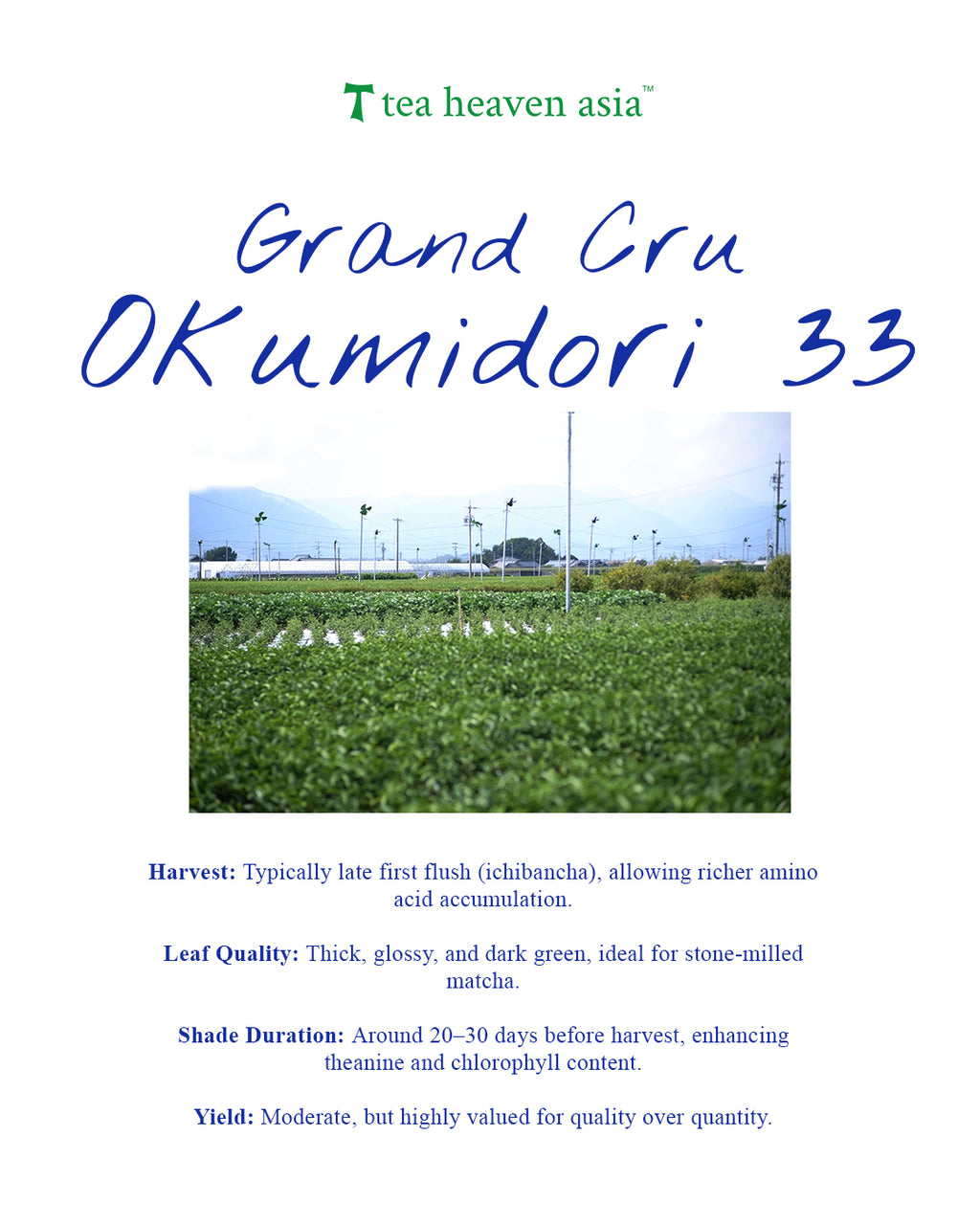 Matcha Supreme Ceremonial - Okumidori 33