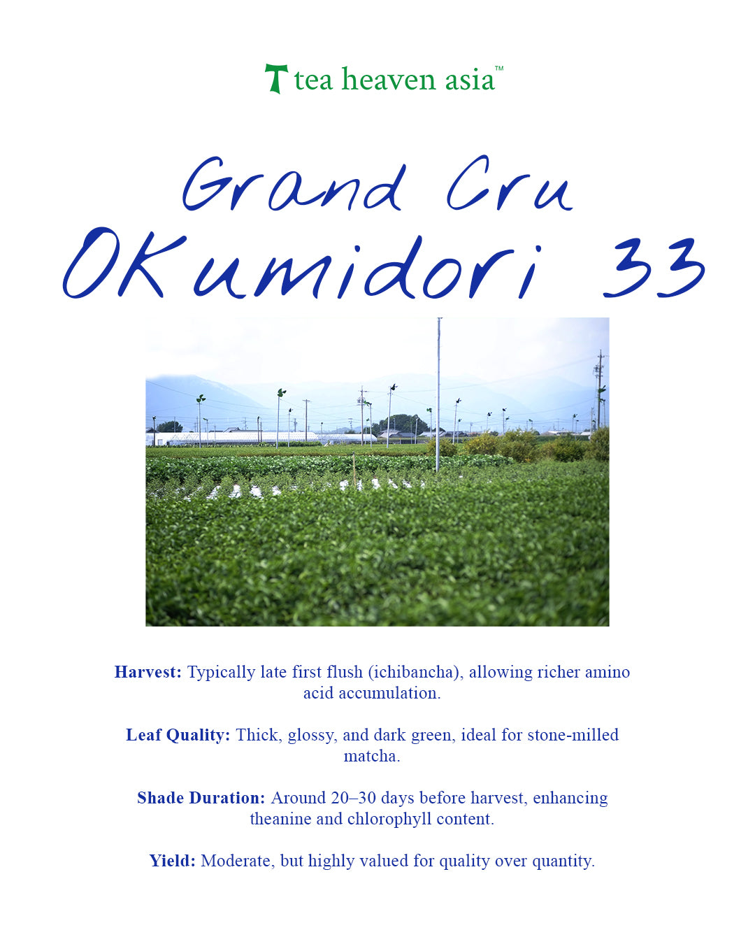 Matcha Supreme Ceremonial - Okumidori 33